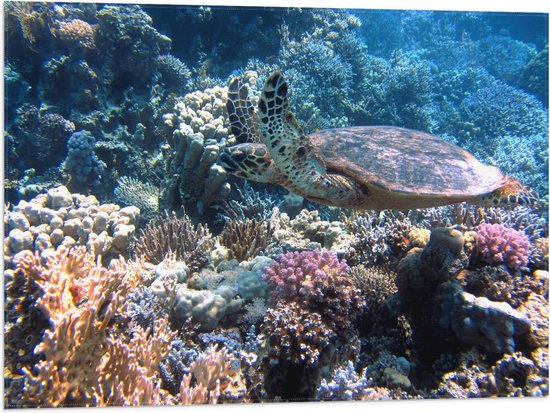 Vlag - Blije Schildpad Zwemmend tussen Verschillende Kleuren Koraal - 80x60 cm Foto op Polyester Vlag