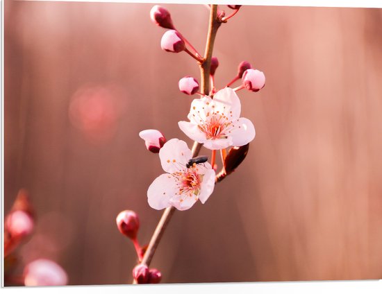 PVC Schuimplaat- Tak met Roze Sakura Bloemen - 80x60 cm Foto op PVC Schuimplaat