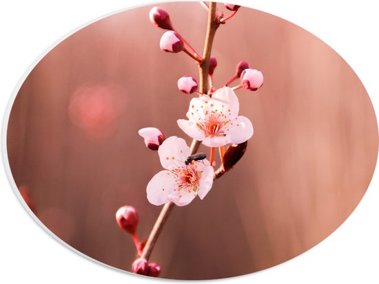 PVC Schuimplaat Ovaal - Tak met Roze Sakura Bloemen - 28x21 cm Foto op Ovaal (Met Ophangsysteem)