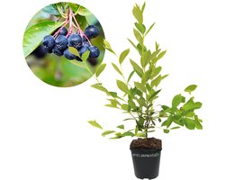 Aronia prunifolia 'Viking' appelbes, bessenstruik, 2 liter pot