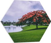 PVC Schuimplaat Hexagon - Grote Boom met Rode Bloemen in Natuur Park - 60x52.2 cm Foto op Hexagon (Met Ophangsysteem)