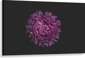 Canvas - Volle Grote Paarse Bloem op Zwarte Achtergrond - 120x80 cm Foto op Canvas Schilderij (Wanddecoratie op Canvas)