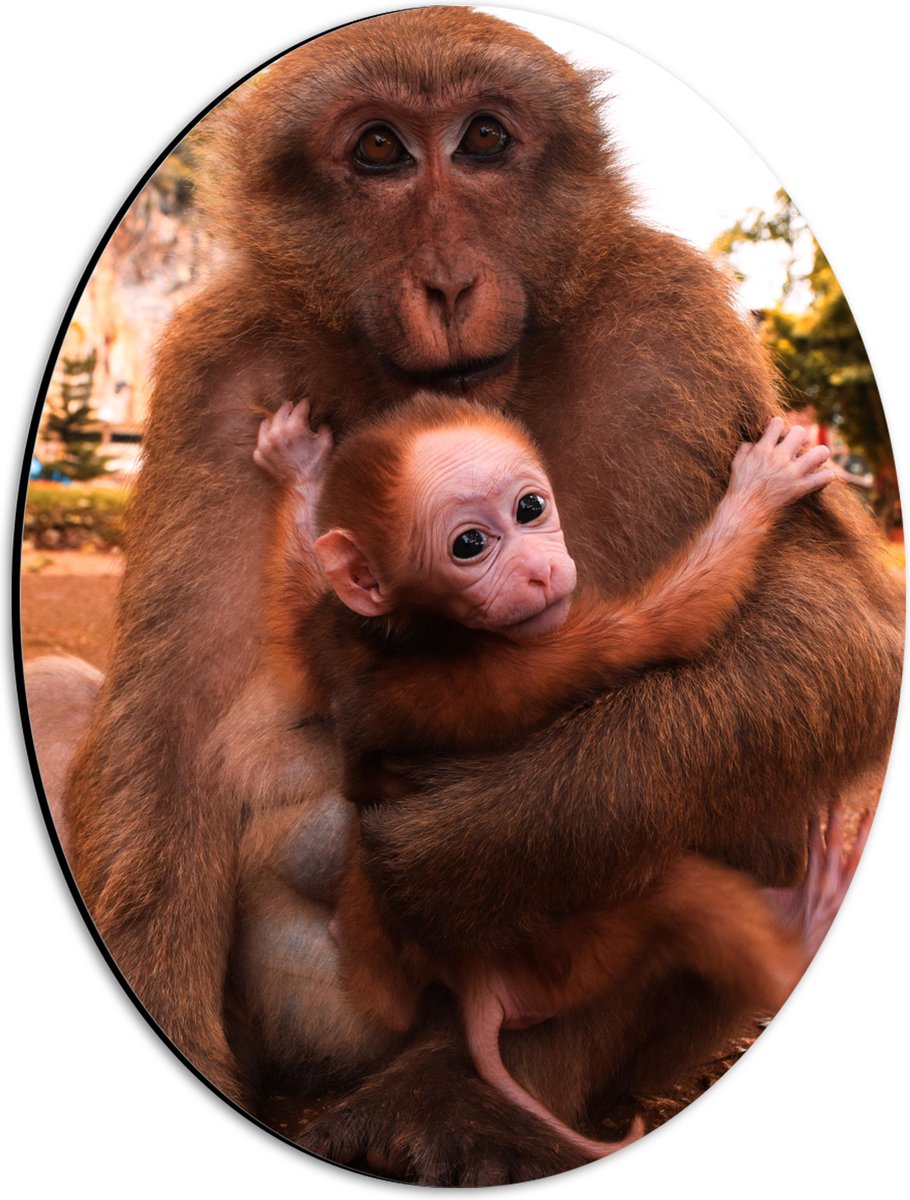 Dibond Ovaal - Bange Baby Aap Hangend in Armen van Moeder Aap - 30x40 cm Foto op Ovaal (Met Ophangsysteem)
