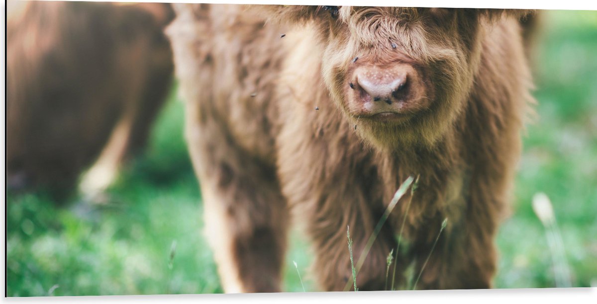 Dibond - Baby Schotse Hooglander met Oornummers - 100x50 cm Foto op Aluminium (Wanddecoratie van metaal)