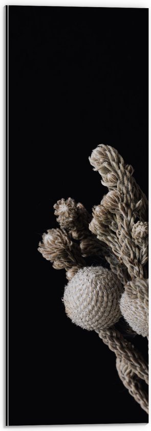 Dibond - Katoenen Plant tegen Zwarte Achtergrond - 20x60 cm Foto op Aluminium (Wanddecoratie van metaal)