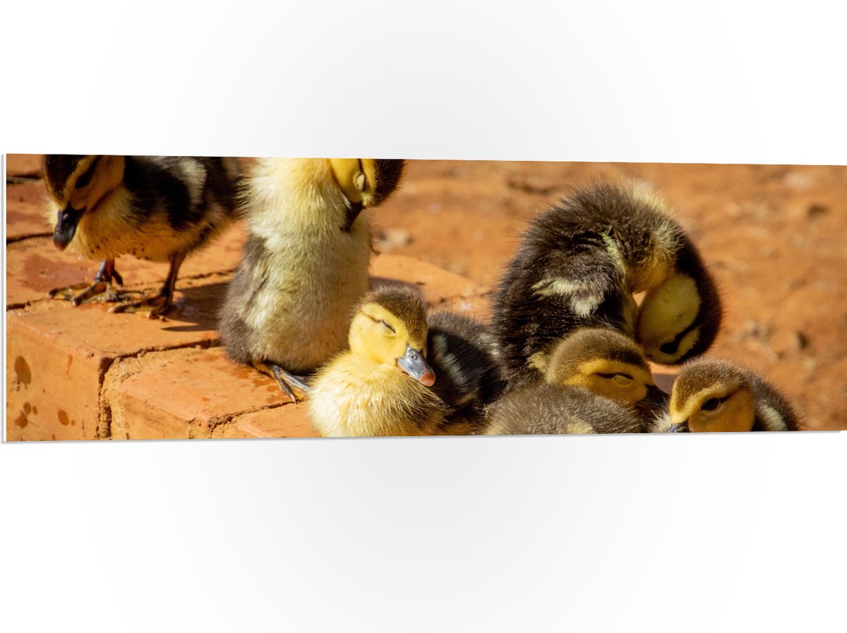 PVC Schuimplaat- Zes Baby Eendjes op Stenen Muurtje - 120x40 cm Foto op PVC Schuimplaat