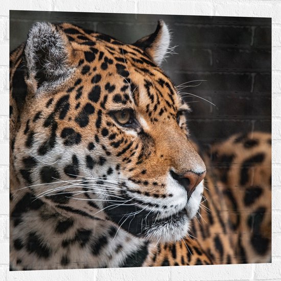 WallClassics - Muursticker - Looking Away Tough Panther - 80x80 cm Photo sur Muursticker