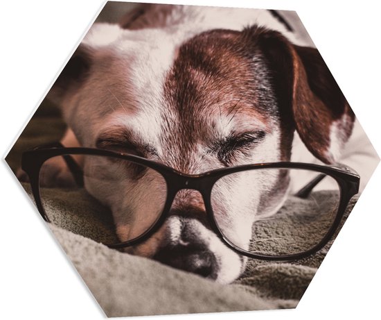 PVC Schuimplaat Hexagon - Liggende Hond met een Zwarte Bril - 70x60.9 cm Foto op Hexagon (Met Ophangsysteem)