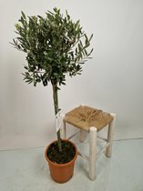 Olea Europaea - Olijfboompje - bol op stam - potmaat 19 cm - planthoogte 95 cm - Plants By Suus