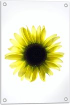 Tuinposter – Biovenaanzicht van een Gele Zonnebloem met Witte Ondergrond - 40x60 cm Foto op Tuinposter (wanddecoratie voor buiten en binnen)