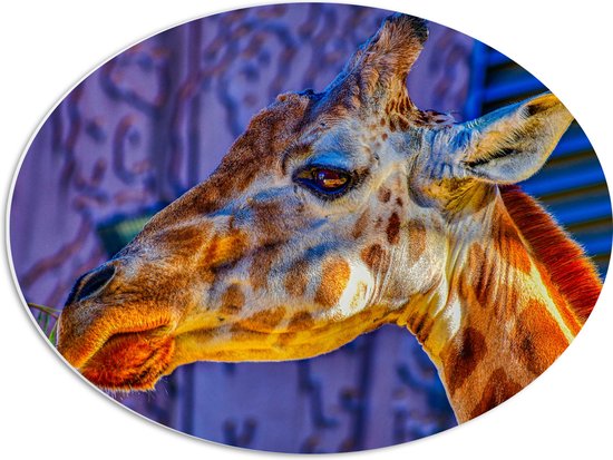 WallClassics - PVC Schuimplaat Ovaal - Zijaanzicht van Etende Giraffe - 56x42 cm Foto op Ovaal (Met Ophangsysteem)