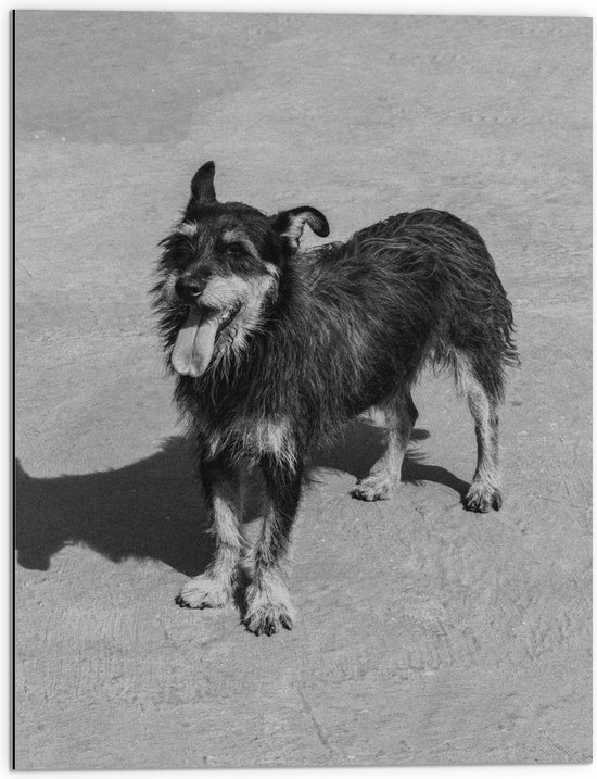 Dibond - Hond met Uitstekende Tong (zwart- wit) - 60x80 cm Foto op Aluminium (Met Ophangsysteem)