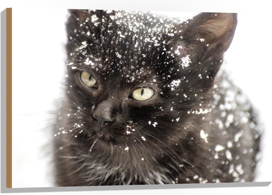 WallClassics - Hout - Zwarte Kitten in de Sneeuw - 90x60 cm - 9 mm dik - Foto op Hout (Met Ophangsysteem)