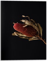 Dibond - Tak met Rode Plant tegen Zwarte Achtergrond - 30x40 cm Foto op Aluminium (Wanddecoratie van metaal)