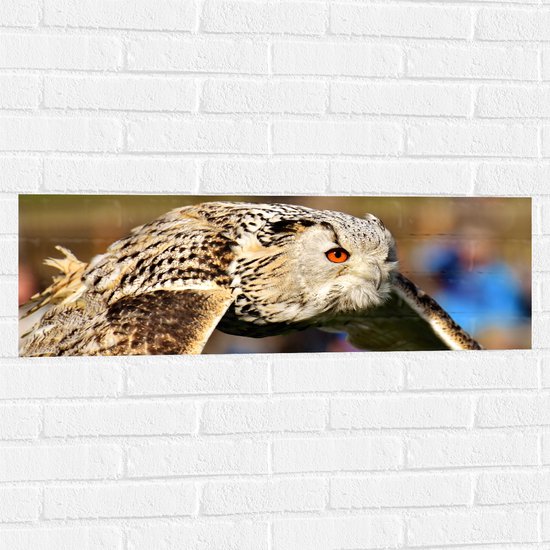 WallClassics - Muursticker - Vliegende Uil met Feloranje Ogen - 90x30 cm Foto op Muursticker