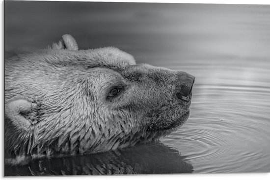 Dibond - IJsbeer in het Water (zwart- wit) - 75x50 cm Foto op Aluminium (Wanddecoratie van metaal)