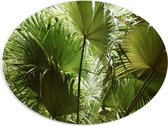 PVC Schuimplaat Ovaal - Gigantische Groene Planten - 40x30 cm Foto op Ovaal (Met Ophangsysteem)