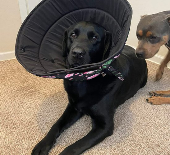 Luxe beschermkraag Voor honden - Roosjes - Maat L - Verstelbaar 35-45 cm - Hondenkraag - Hondenkap