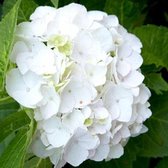 Garden Select - Set van 3 witte Hortensia's - Hydrangea macrophylla 'Wudu' - Pot ⌀9cm - Hoogte  20-30cm - Bloeiende tuinplant - Winterhard - Boerenhortensia