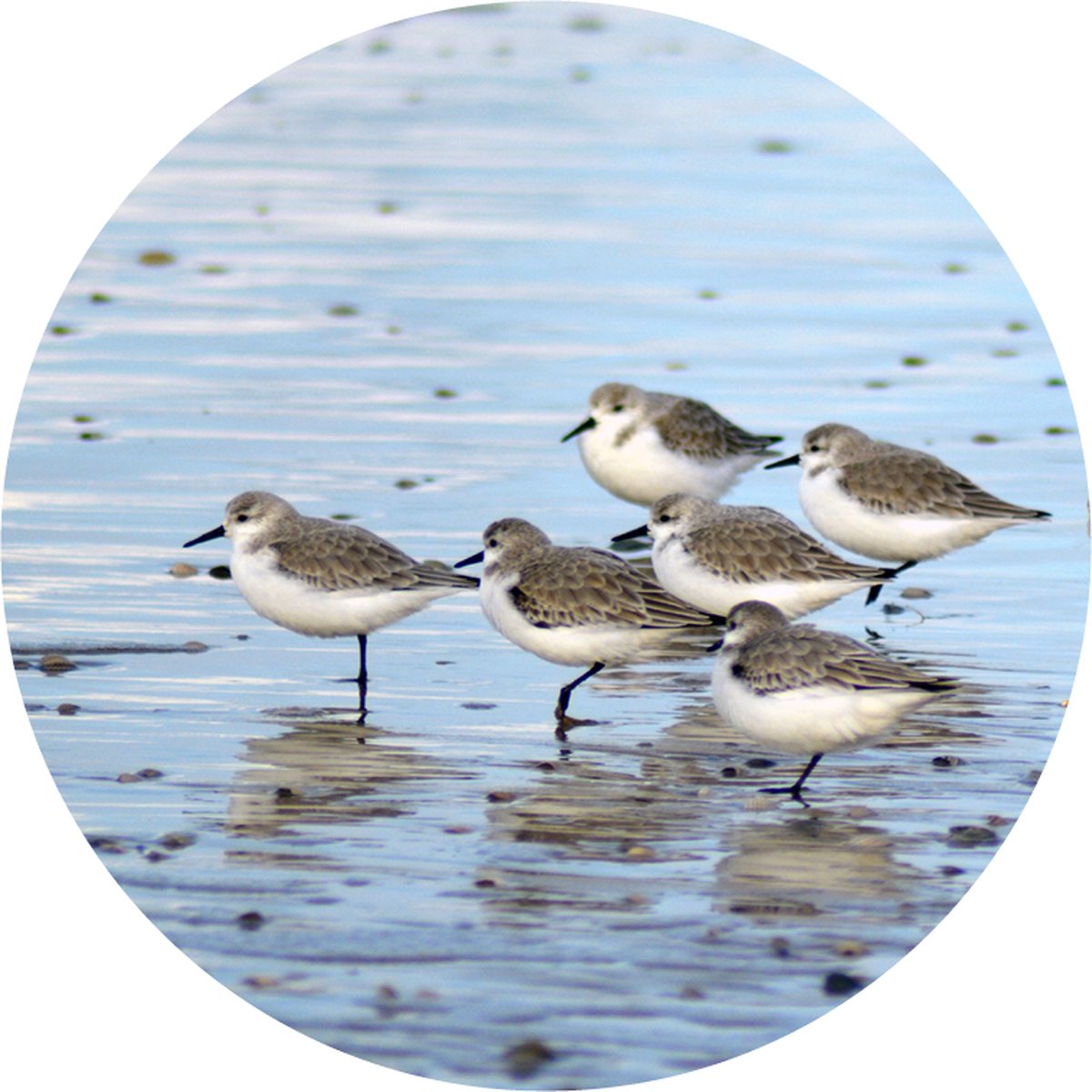 Texelphotos.nl - Muurcirkel -Texel Strandlopers - Wanddecoratie rond - Wandcirkel - Zeevogels - Strandlopers - Strand - Natuur - Noordzee - Aluminium - Dibond - 60x60 cm - Binnen en Buiten
