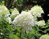 Garden Select - Set van 3 Hydrangea Paniculata 'Phantom' - Hortensia - Hoogte 20 - 30 cm in pot