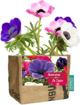 Mini Kweektuintje-Anemome-Superwaste-Duurzaam-Klein cadeautje-Groeicadeau-Ecologisch-Kleurrijk-Bloemen-Verse bloemen-Moederdag-Vaderdag-Kerst-Sinterklaas-Valentijnsdag-Verjaardag-aardigheidje