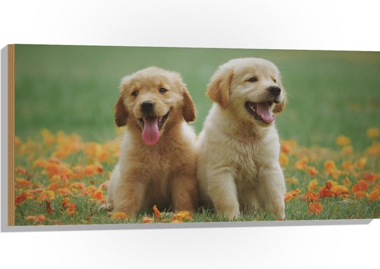 Hout - Blije Puppy's in Oranje Bloemenveld - 100x50 cm - 9 mm dik - Foto op Hout (Met Ophangsysteem)