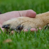 Hondenpootjescreme voor soepele kussentjes en tegen eeltvorming