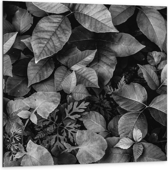 Dibond - Zwart-Wit Foto van Bladeren - 100x100 cm Foto op Aluminium (Met Ophangsysteem)