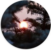 Dibond Muurcirkel - Zon door de Bomen - 70x70 cm Foto op Aluminium Muurcirkel (met ophangsysteem)