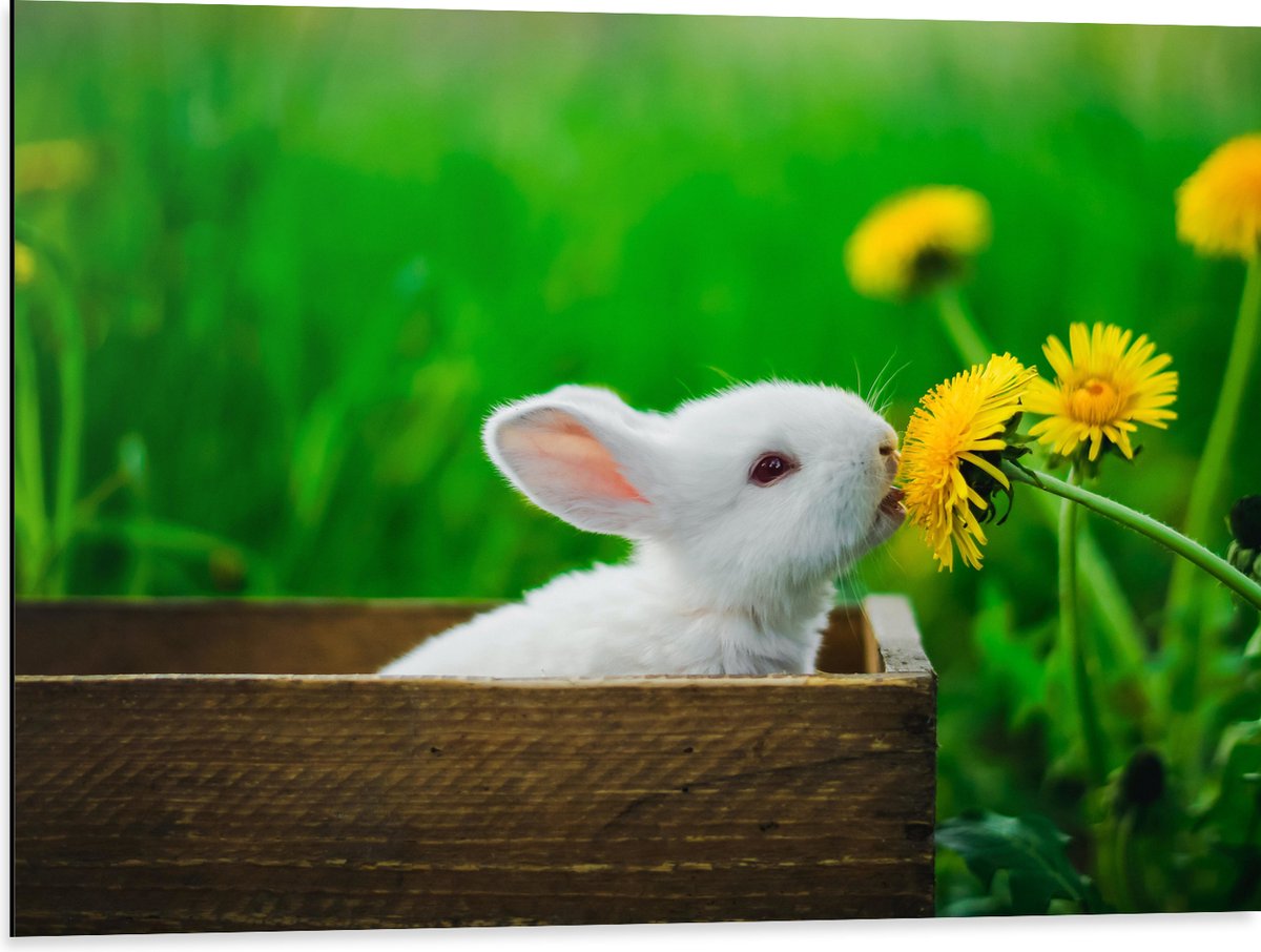 Dibond - Baby Konijntje in Houten Kistje tussen Gele Paardebloemen - 80x60 cm Foto op Aluminium (Met Ophangsysteem)