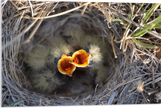 Acrylglas - Baby Vogels in Nest met Open Bek voor Eten - 90x60 cm Foto op Acrylglas (Met Ophangsysteem)