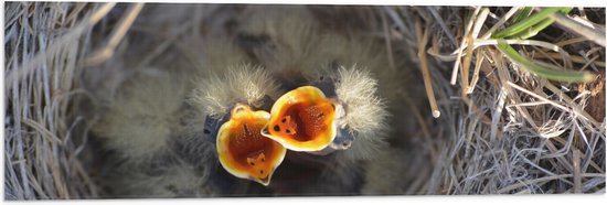 Vlag - Baby Vogels in Nest met Open Bek voor Eten - 90x30 cm Foto op Polyester Vlag