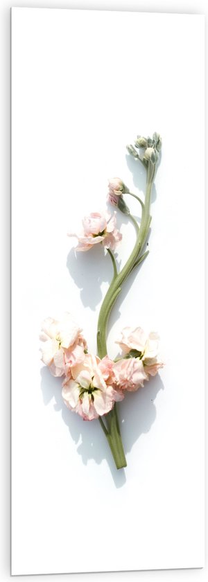 Acrylglas - Roze Bloemetjes aan Groene Tak tegen Witte Achtergrond - 40x120 cm Foto op Acrylglas (Met Ophangsysteem)