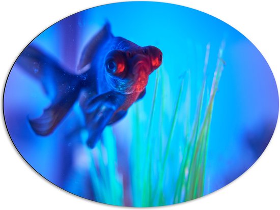 WallClassics - Dibond Ovaal - Zwemmende Vis in het Water - 80x60 cm Foto op Ovaal (Met Ophangsysteem)