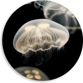 WallClassics - Cercle mural en panneau de mousse PVC - Méduse Witte sur fond noir - Photo 50 x 50 cm sur cercle mural (avec système de suspension)