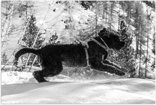 WallClassics - Poster (Mat) - Zwarte Hond Springend in de Sneeuw - 75x50 cm Foto op Posterpapier met een Matte look