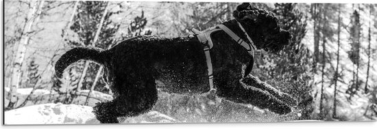 WallClassics - Dibond - Zwarte Hond Springend in de Sneeuw - 90x30 cm Foto op Aluminium (Met Ophangsysteem)