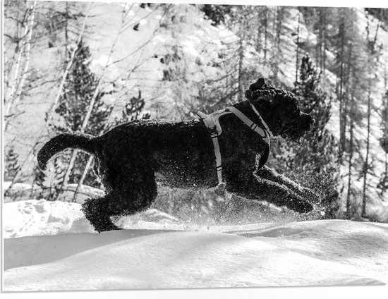 WallClassics - PVC Schuimplaat- Zwarte Hond Springend in de Sneeuw - 80x60 cm Foto op PVC Schuimplaat