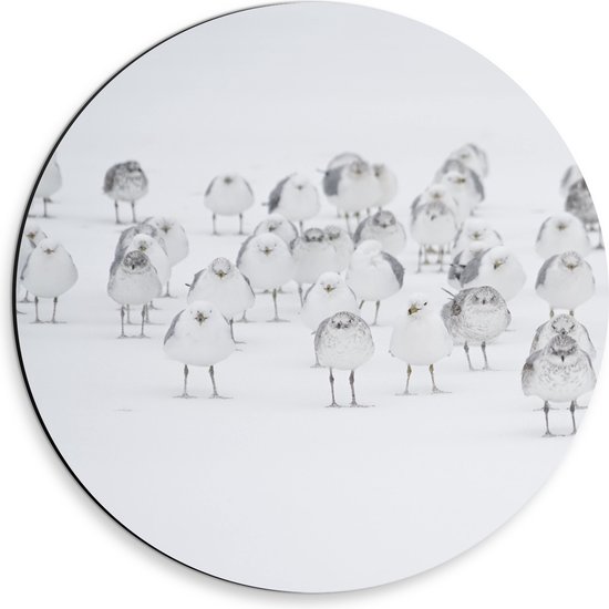 WallClassics - Dibond Muurcirkel - Witte Vogels in de Witte Sneeuw - 30x30 cm Foto op Aluminium Muurcirkel (met ophangsysteem)