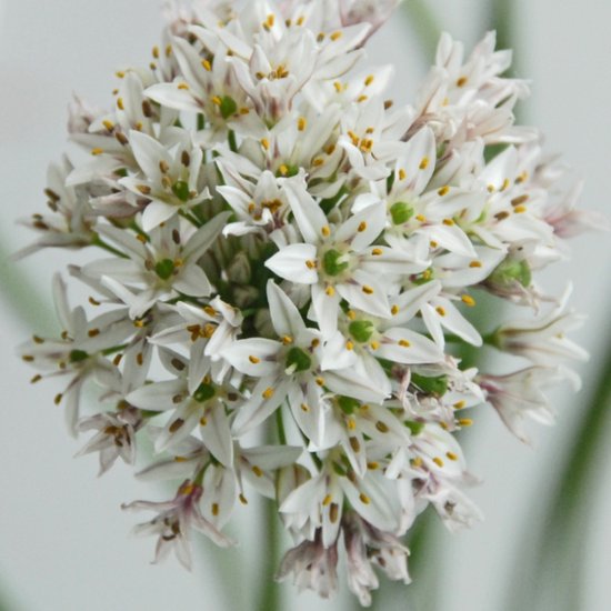 Allium Ramosum | 3 stuks | Geurend | verwilderend | winterhard | Wit | Bijzondere Zomerbloeier