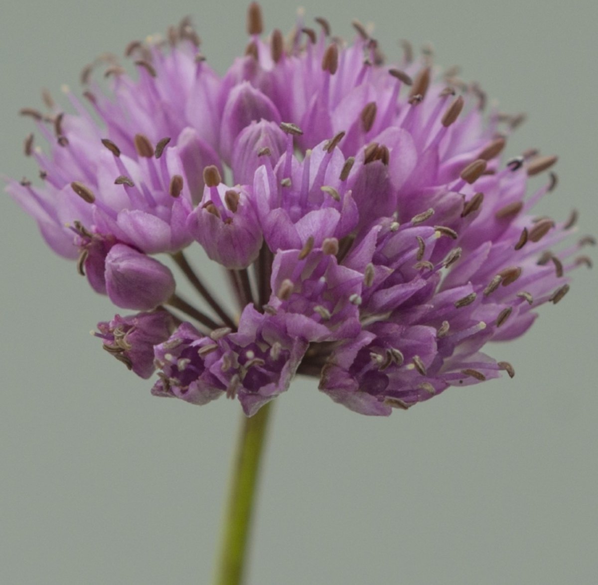 Berglook - Allium Senescens ssp Montanum | 3 stuks | verwilderend | winterhard | Paars | Bijzondere Zomerbloeier | 100% Bloeigarantie | QFB Gardening
