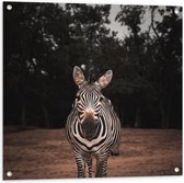 WallClassics - Tuinposter – Zebra in de Bossen - 80x80 cm Foto op Tuinposter (wanddecoratie voor buiten en binnen)
