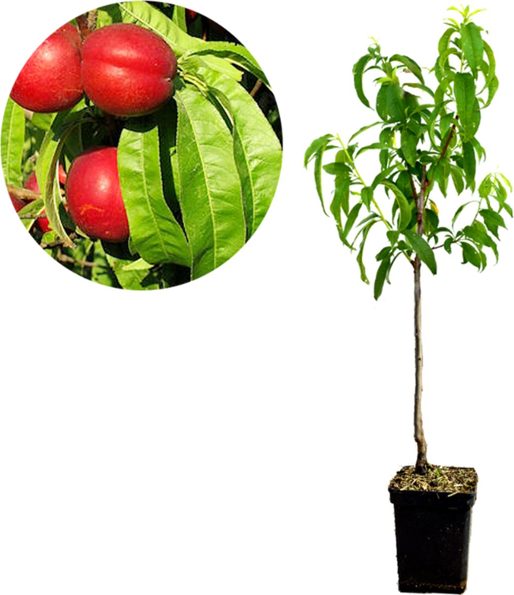Prunus Persica 'Nectared' nectarine - Hoogte 100cm - 5 liter pot