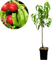 Prunus Persica 'Big Top' nectarine - Hoogte 100cm - 5 liter pot