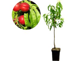 Prunus Persica 'Nectared' nectarine, 5 liter pot