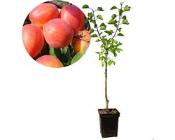 Prunus armeniaca 'Caldesi' abrikoos, 5 liter pot