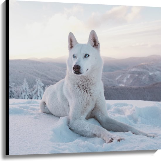 Canvas - Witte Husky Liggend in de Sneeuw op een Berg - 100x100 cm Foto op Canvas Schilderij (Wanddecoratie op Canvas)