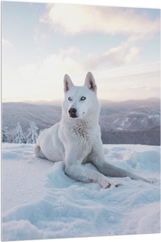 WallClassics - Acrylglas - Witte Husky Liggend in de Sneeuw op een Berg - 100x150 cm Foto op Acrylglas (Met Ophangsysteem)