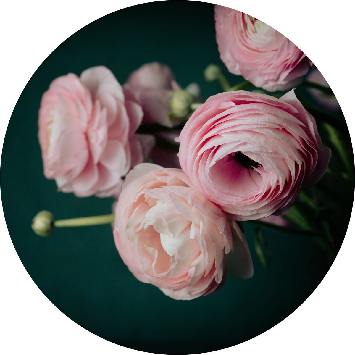Muurcirkel 50cm Stilleven Bloemen Wanddecoratie